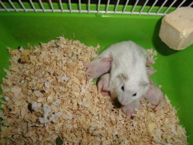 仓鼠食粮养鼠日常分享,仓鼠饲养攻略小猫