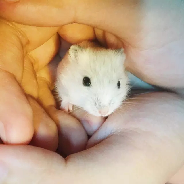 仓鼠食粮养鼠日常分享,仓鼠饲养攻略小猫