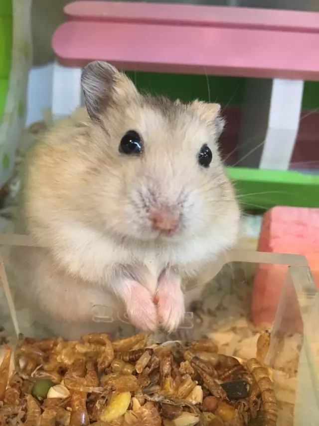 仓鼠食粮养鼠日常分享,仓鼠饲养攻略小猫