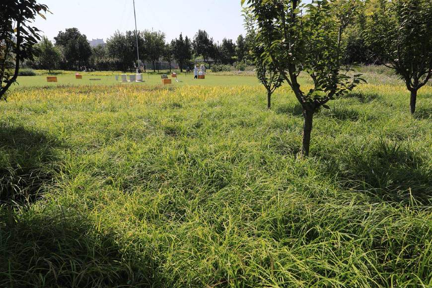 国槐、白蜡、“京草”……充满京味儿的北京“土著植物”基地长啥样