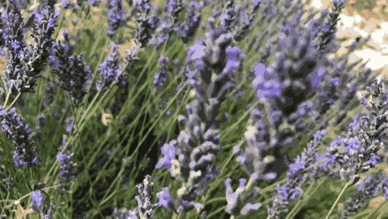 精油治痘痘,痘痘肌适合什么精油