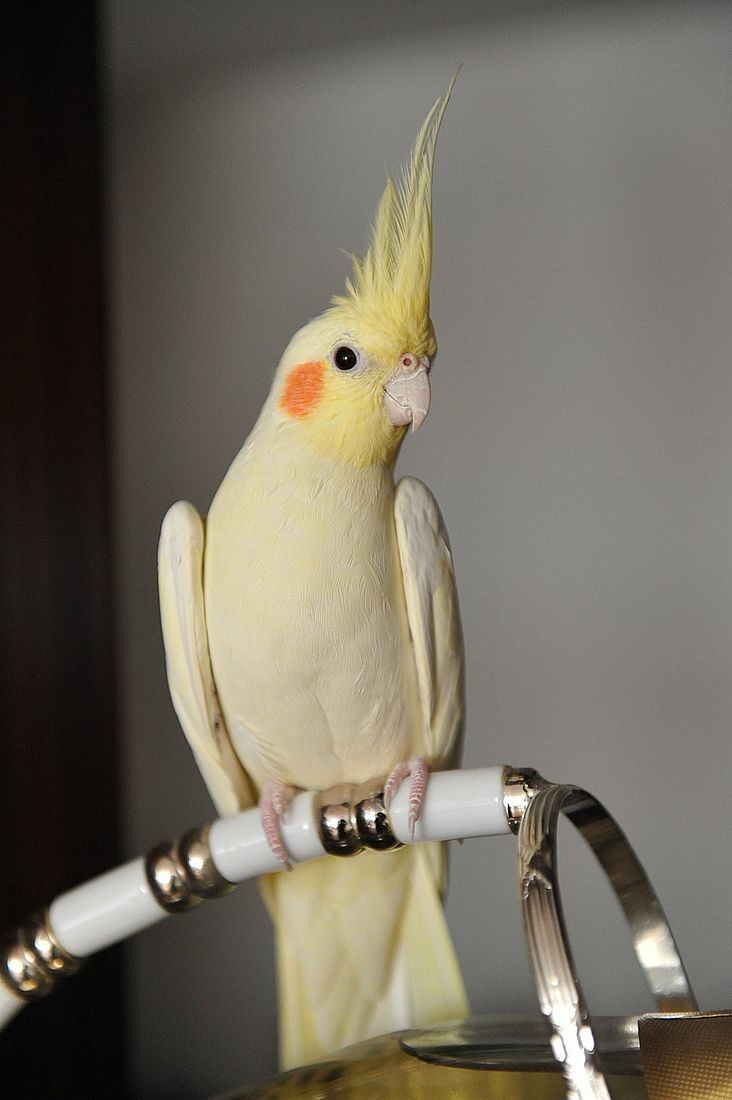 玄凤鹦鹉打哈欠是生病吗,玄凤鹦鹉雏鸟生病