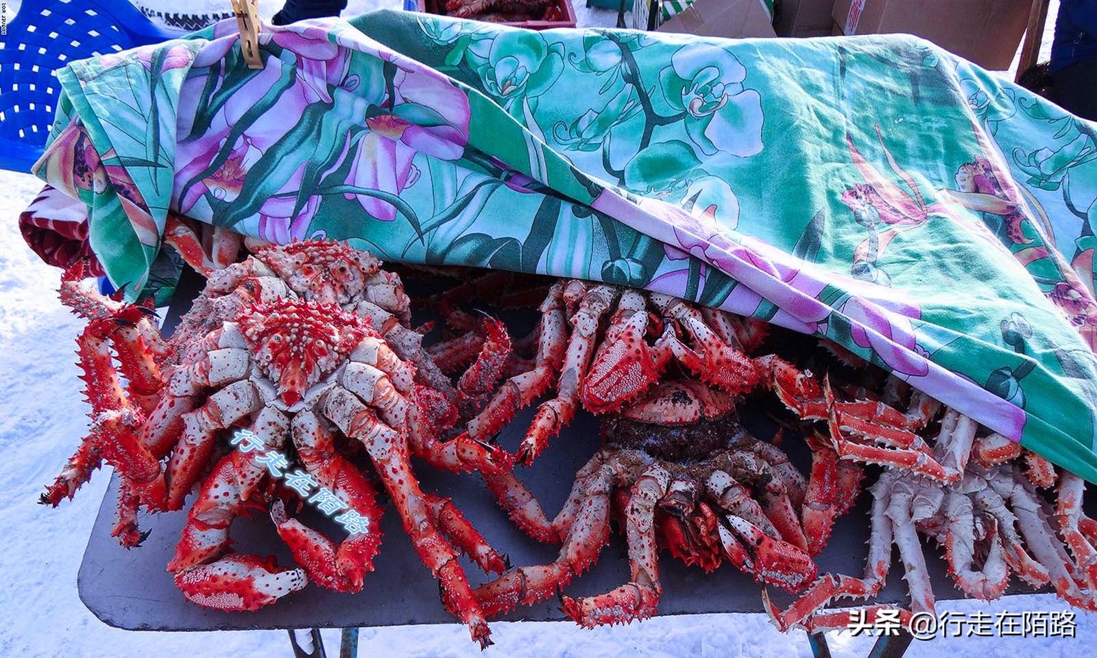 海参崴的渔业资源：挨枪子也要非法捕捞，一次利润数万元