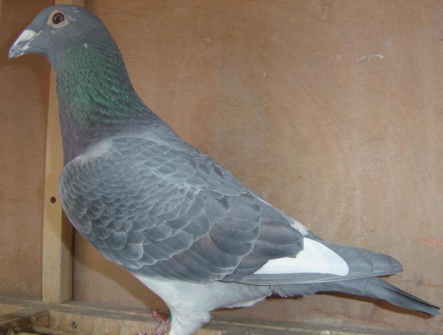 赛鸽冬季防病的最新方法,如何做好冬季赛鸽的管理