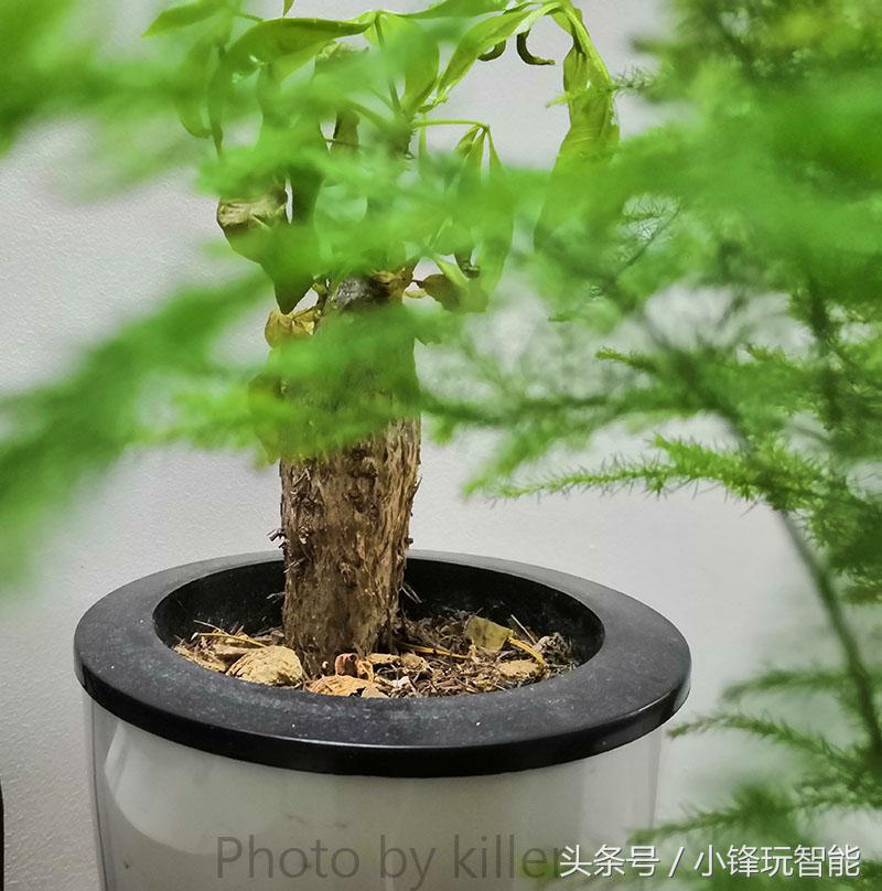 荣耀play酷玩版和普通版区别,荣耀play酷玩版好吗