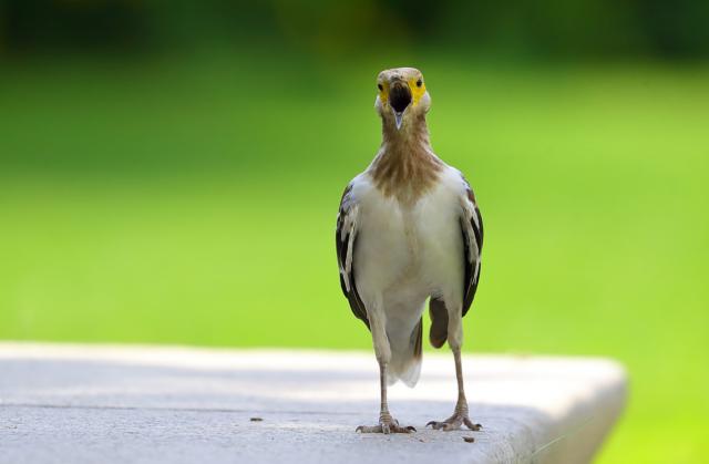 摄影新手选哪一款佳能长焦镜头,佳能最火的长焦广角镜头