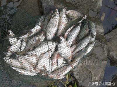 钓鲮鳊罗非，开饵经验