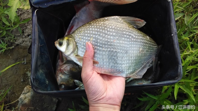 钓鲮鳊罗非，开饵经验