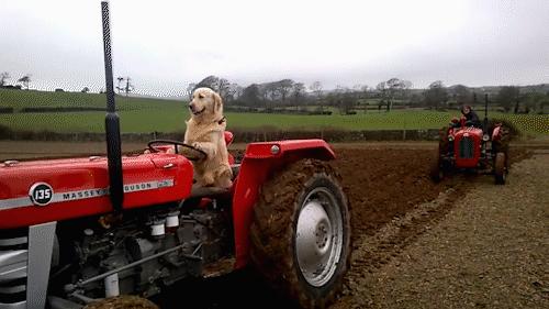 一只会帮忙做家务的狗子,金毛开拖拉机