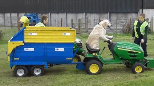 一只会帮忙做家务的狗子,金毛开拖拉机