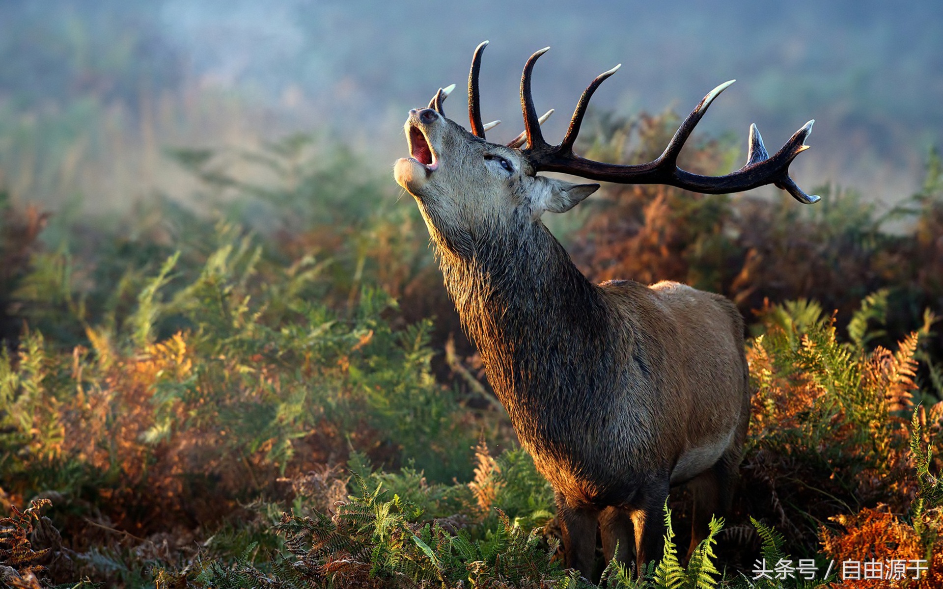 股市中的国家队都有哪些,股市国家队有哪些机构名单