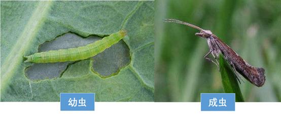 花菜常见病虫害大全及防治措施,花菜有虫害怎么办