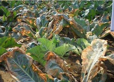 花菜常见病虫害大全及防治措施,花菜有虫害怎么办