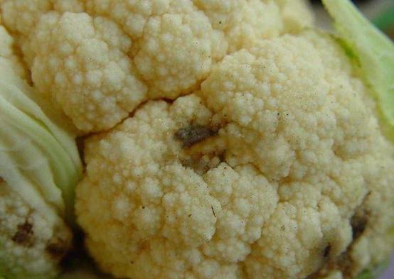 花菜常见病虫害大全及防治措施,花菜有虫害怎么办