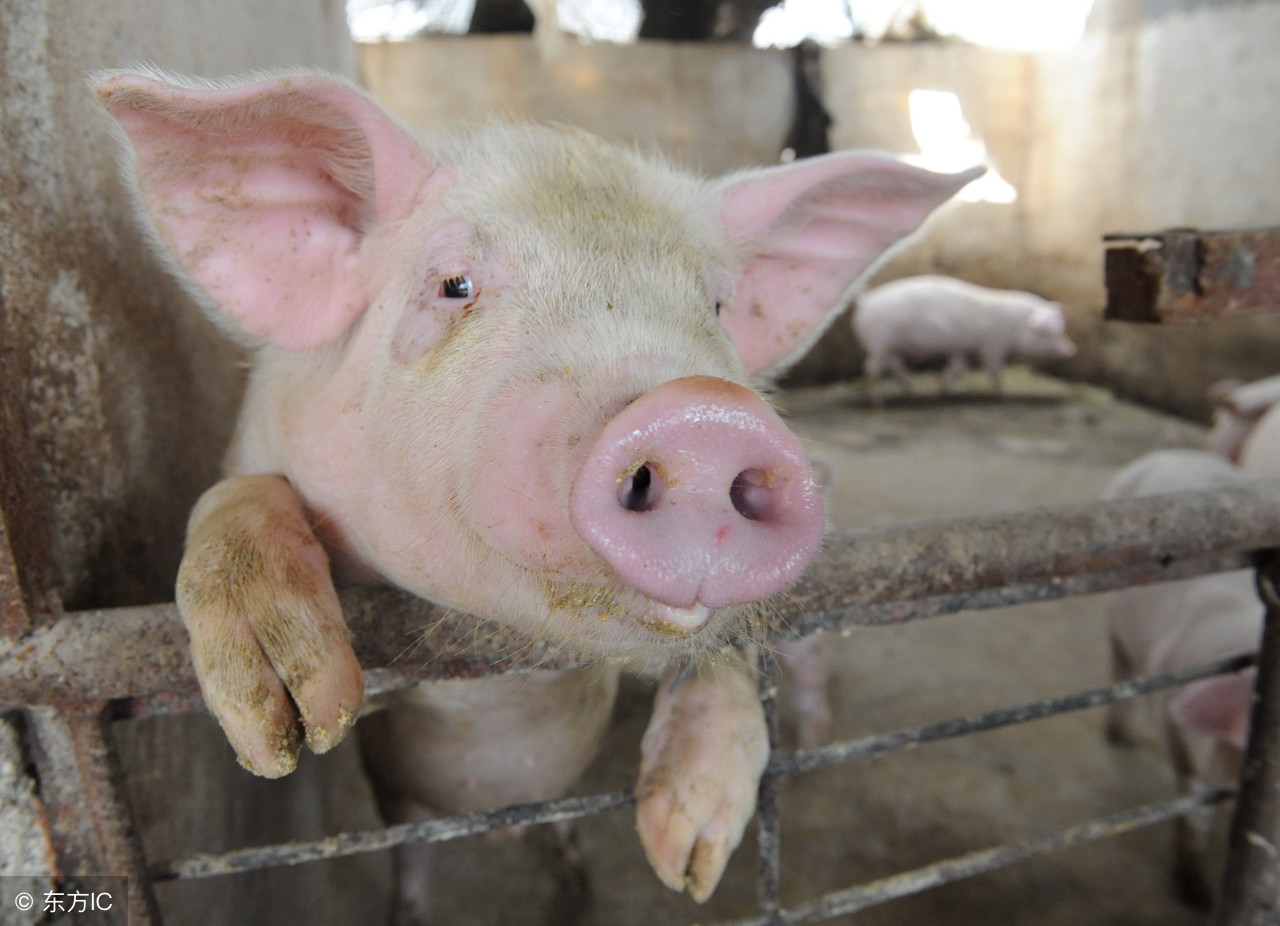 这五种特效药助你养猪不再难,养猪治病小偏方有哪些