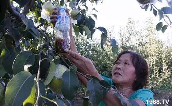 果树果实成熟期如何防鸟,果实成熟如何防止被鸟吃