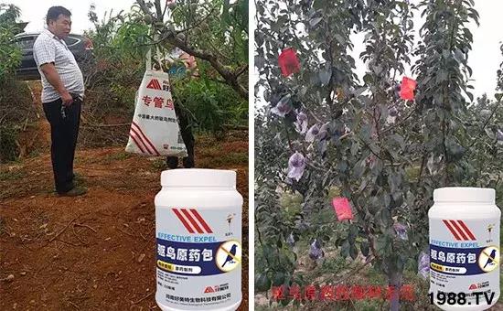 果树果实成熟期如何防鸟,果实成熟如何防止被鸟吃