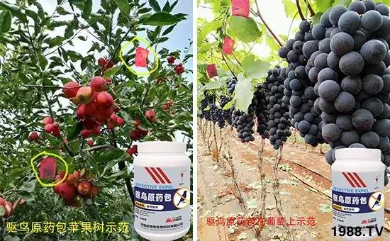 果树果实成熟期如何防鸟,果实成熟如何防止被鸟吃