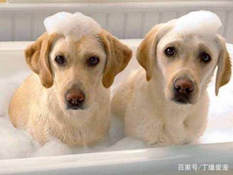 第一次见果子长在树干上真稀奇,逆天了金毛居然比边牧还厉害