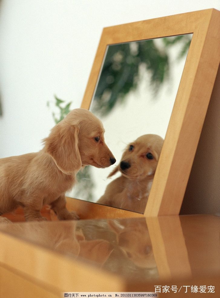 第一次见果子长在树干上真稀奇,逆天了金毛居然比边牧还厉害