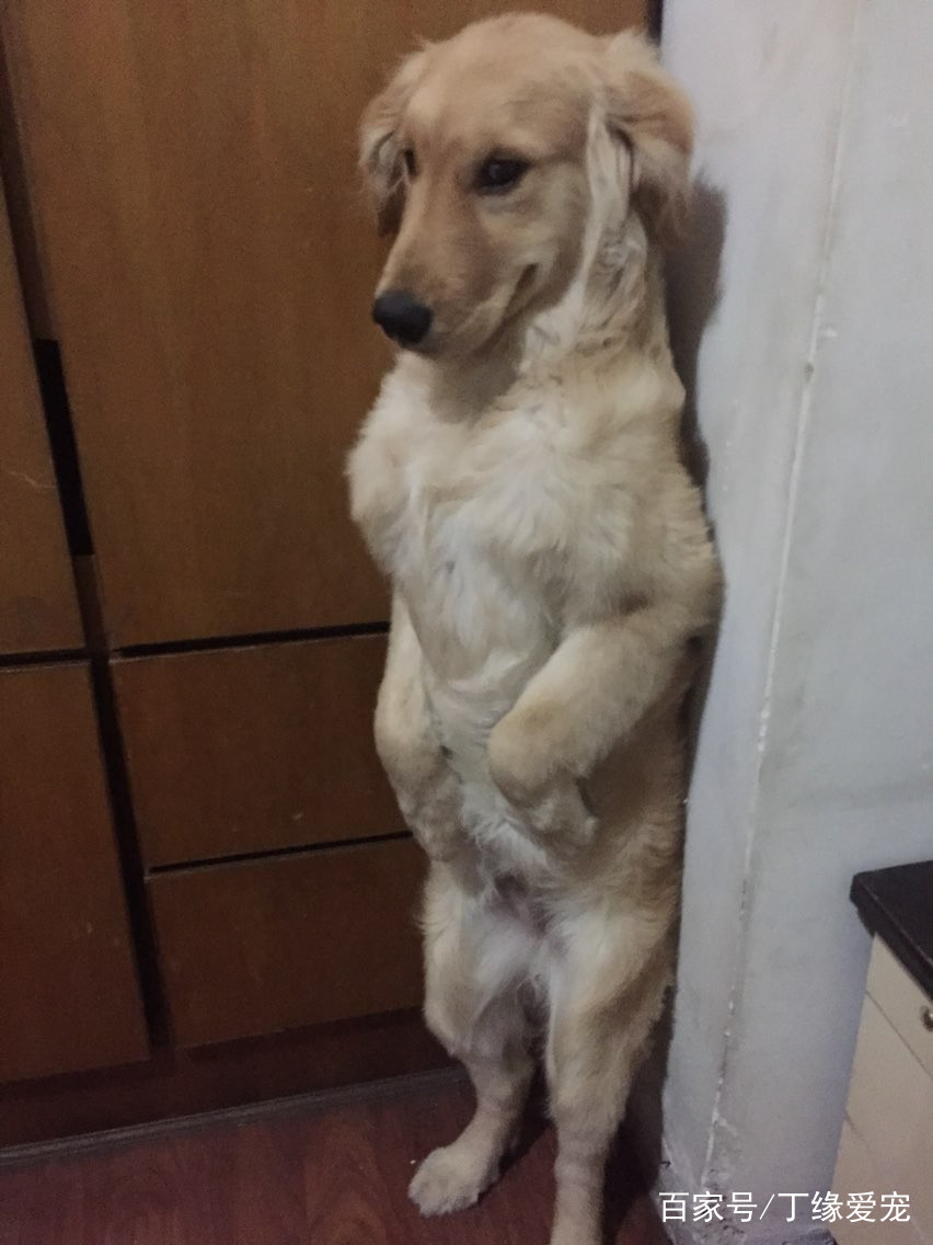 第一次见果子长在树干上真稀奇,逆天了金毛居然比边牧还厉害