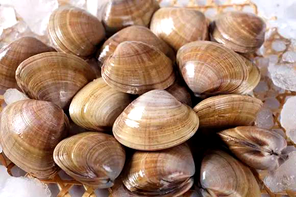 蛏子贝壳类海鲜,贝类海鲜有哪些毛蚶