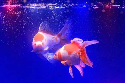 最好养的观赏鱼草金鱼的饲养要点,草金鱼饲养技巧