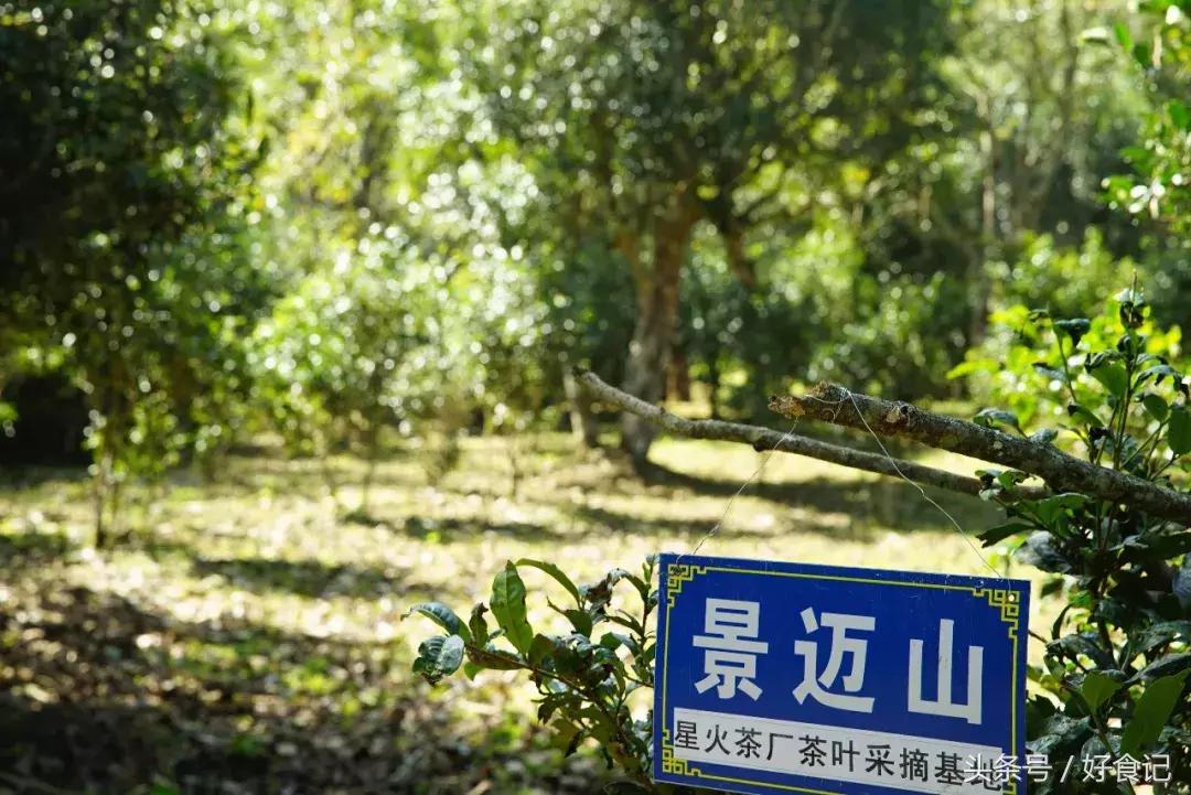全世界最好的古树茶园,景迈山古茶园有几片