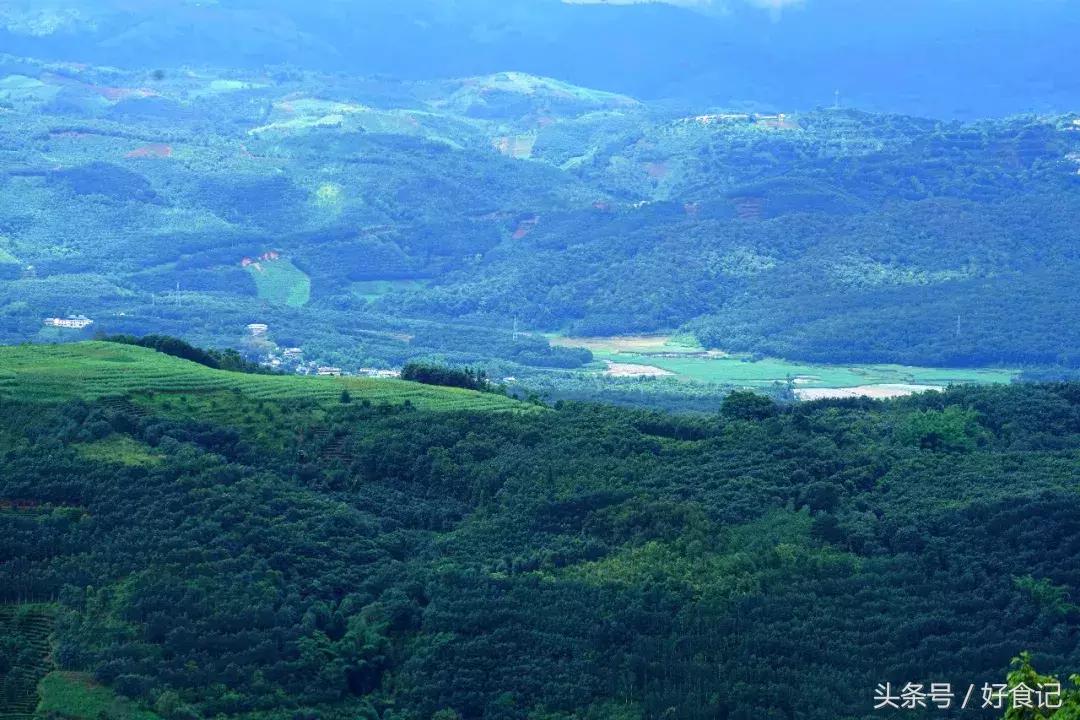 全世界最好的古树茶园,景迈山古茶园有几片