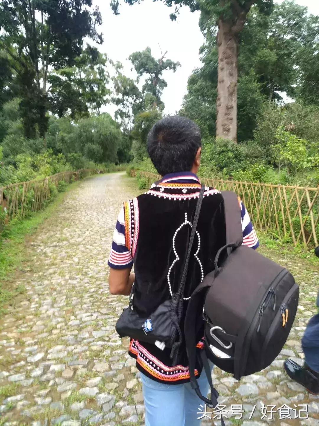 全世界最好的古树茶园,景迈山古茶园有几片