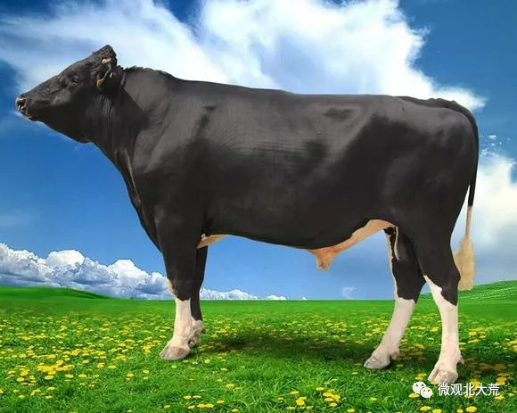 宾客盈门，你来我往，这一段北大荒集团在忙些什么