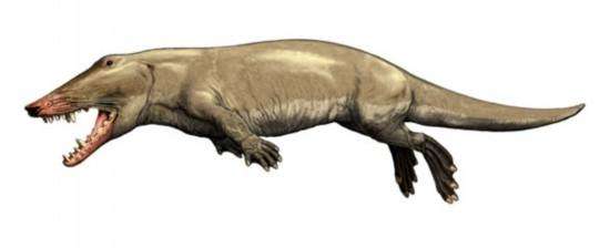 回到大海的鲸鱼,河马和鲸是什么动物