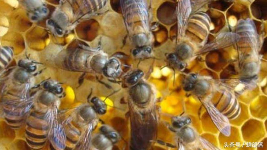 中蜂如何储备老蜂王,中蜂养殖蜂王如何储存