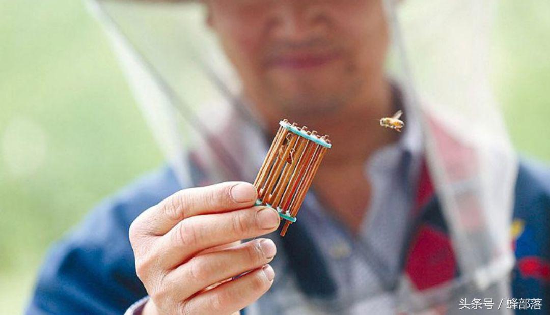 中蜂如何储备老蜂王,中蜂养殖蜂王如何储存