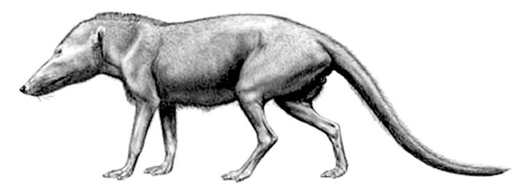 回到大海的鲸鱼,河马和鲸是什么动物