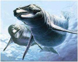 回到大海的鲸鱼,河马和鲸是什么动物