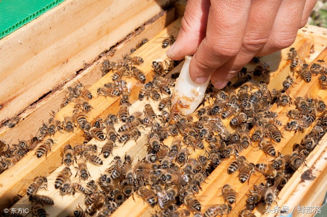 中蜂如何储备老蜂王,中蜂养殖蜂王如何储存