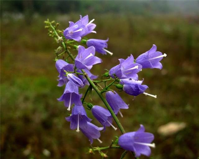 风铃草花种植方法全过程,风铃草种植小技巧
