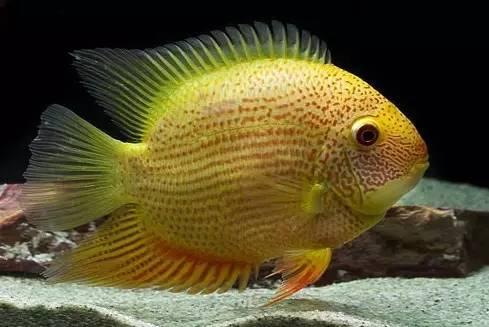 金菠萝鱼为什么这么贵,金菠萝鱼好吃吗