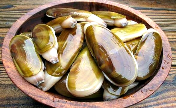 蛏子贝壳类海鲜,贝类海鲜有哪些毛蚶