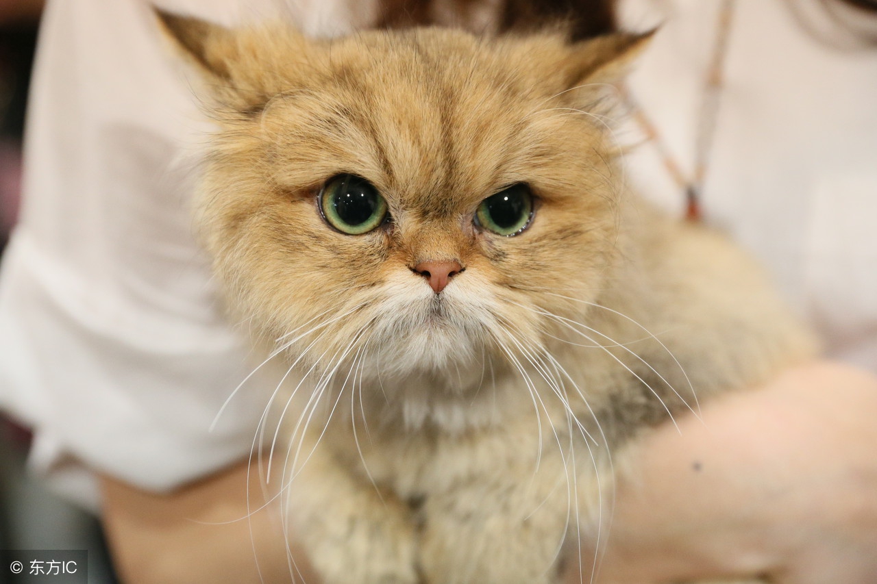 最可爱的几种猫种,最可爱的猫前十名是什么