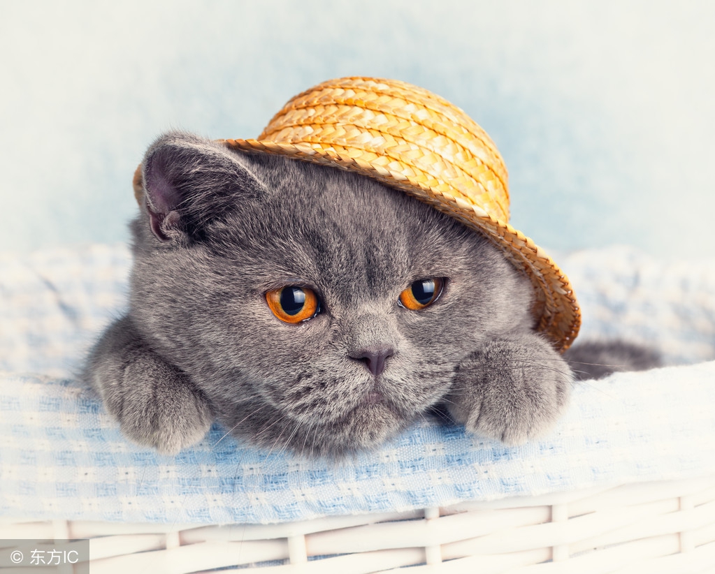 最可爱的几种猫种,最可爱的猫前十名是什么