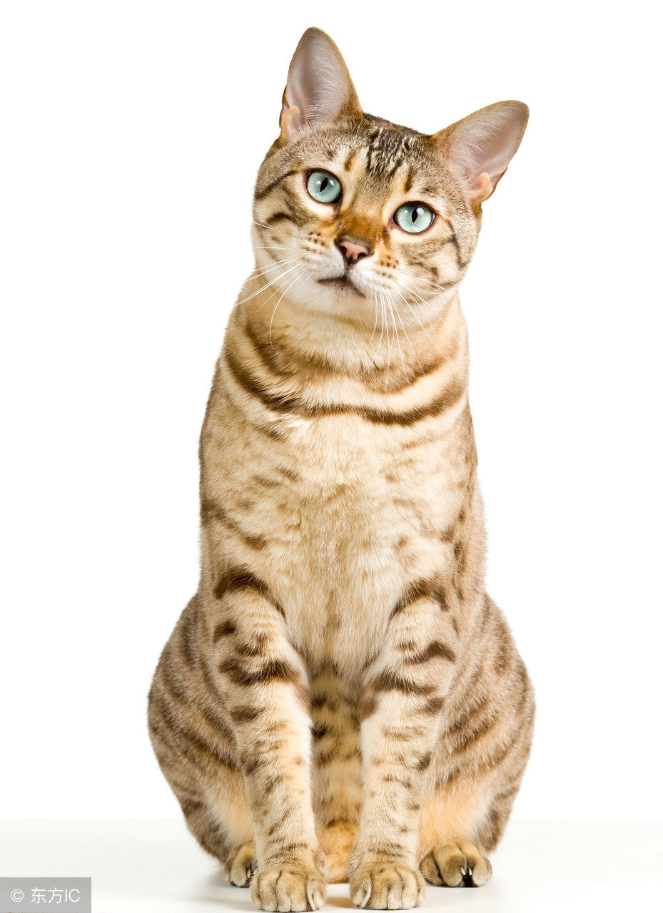 最可爱的几种猫种,最可爱的猫前十名是什么