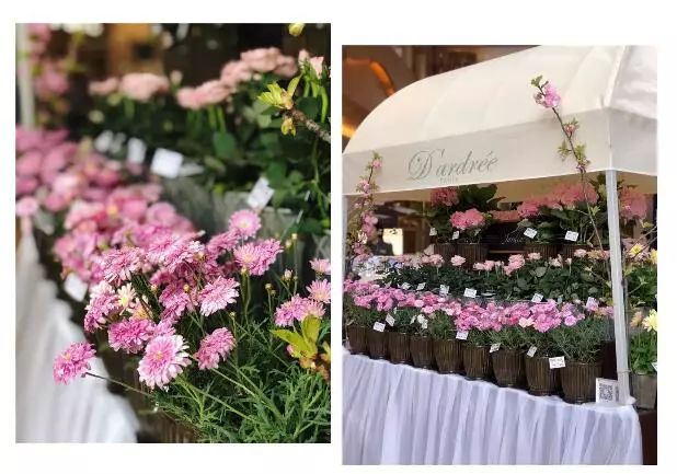 创意花店品牌,比较好的花店品牌