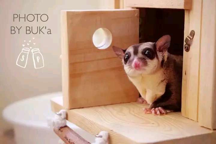 网红蜜袋鼯怎么养,超萌小宠物蜜袋鼯