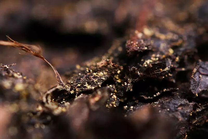 布朗族普洱茶的制作工艺,勐库源头手工制作普洱茶老工艺