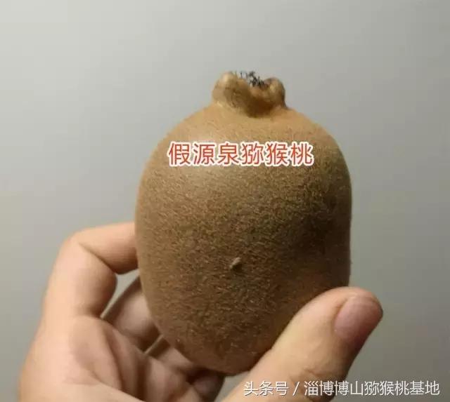 淄博源泉猕猴桃分选,淄博源泉猕猴桃标志