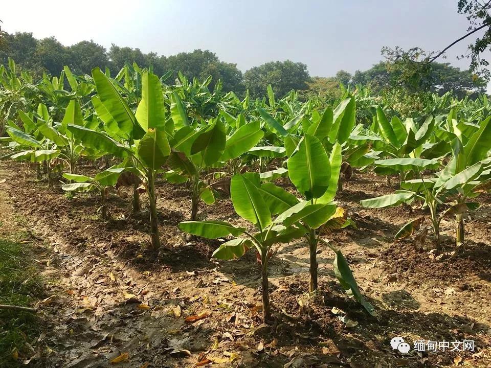 缅甸边境拉货,缅甸拉香蕉的中国司机