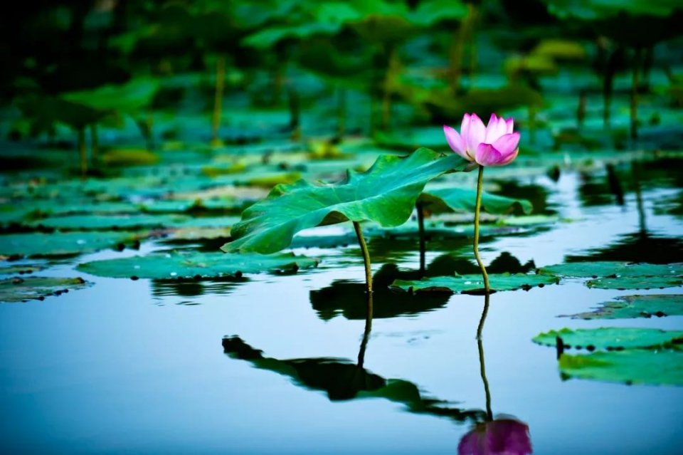 对联是一种对偶文学,对联的有趣形式