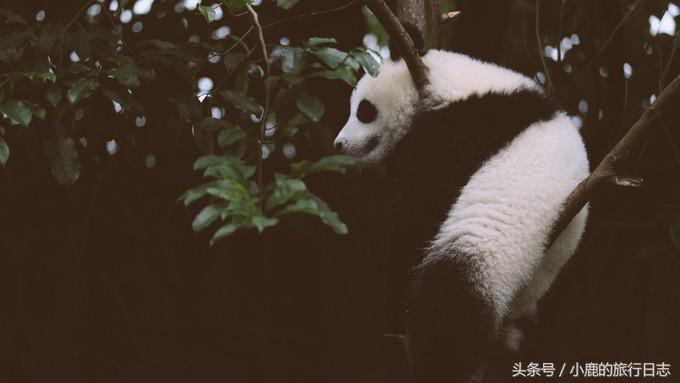 熊猫在成都的真实生活,熊猫总是睡觉